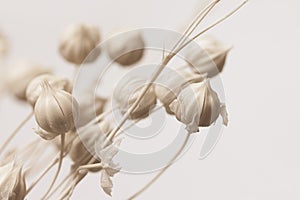 Beautiful bunch of romantic lovely wedding  white flowers buds and branches with neutral beige background macro