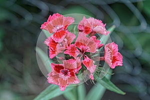 Beautiful bunch of sweet William flowers with selective focus and blur background