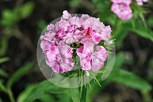 Beautiful bunch of sweet William flowers with selective focus and blur background