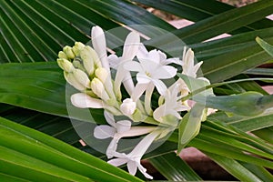 Beautiful bunch of tuberose flower and buds covered with cross green leaves background