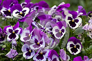 Beautiful bunch of viola flowers in spring show freshness, mothers day gifts and a blooming garden in full blow