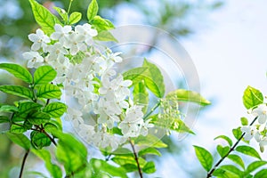 Beautiful bunch of white Wrightia religiosa Benth flower