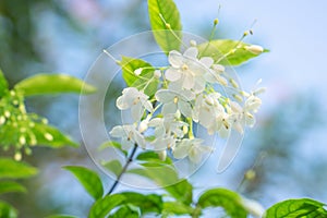 Beautiful bunch of white Wrightia religiosa Benth flower