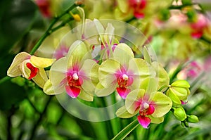 Beautiful bunch of yellow phalaenopsis orchids