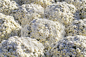 Beautiful bunches of white flowers