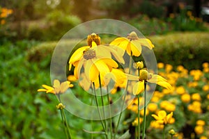 Beautiful bunches of yellow petals of Sunchoke flowering plant or know as Artichoke or Earth apple and sunroot