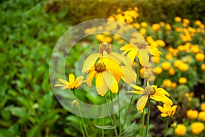 Beautiful bunches of yellow petals of Sunchoke flowering plant or know as Artichoke or Earth apple and sunroot