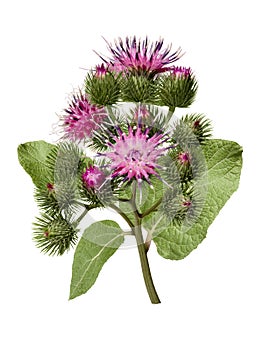 Beautiful burdock plant with flowers and green leaves isolated on white background. Herbal Medicine