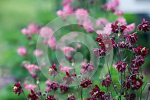 Beautiful Burgandy Aquilegia vulgaris BorÂ­deaux Barlow Flowers