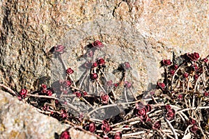 A beautiful burgundy-red rose-shaped leaves Sedum spurium on a rock in close-up