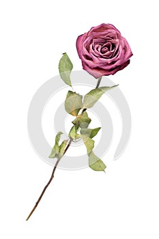 Beautiful burgundy rose flower with long stem and green leaves on white background isolated closeup