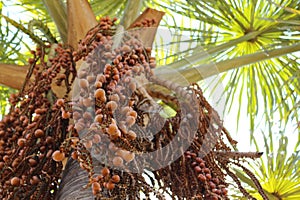 The Beautiful Buriti Tree full of fruits. photo