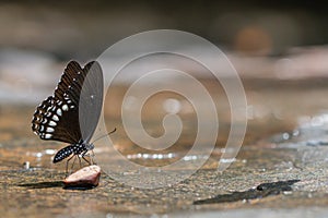 A beautiful Burmese Raven butterfly in the nature background.Papilio mahadeva butterfly.