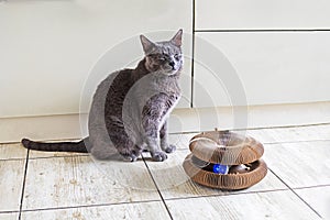 beautiful burna cat sits in the kitchen near the scratching post.