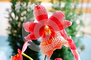 Beautiful Burrageara orchid