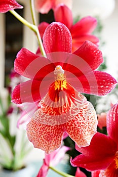 Beautiful Burrageara orchid