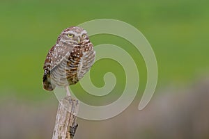 Beautiful Burrowing Owl with yellow eyes, Athene Cunicularia, standing on a pole, Uruguay, South America