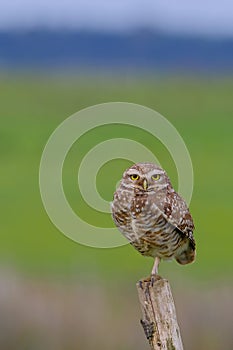 Beautiful Burrowing Owl with yellow eyes, Athene Cunicularia, standing on a pole, Uruguay, South America