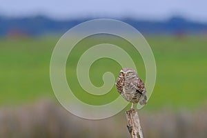 Beautiful Burrowing Owl with yellow eyes, Athene Cunicularia, standing on a pole, Uruguay, South America