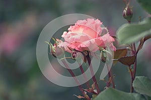 Beautiful alone flower, pink red garden rose in the evening light on a light background for the calendar. Gothic style