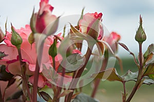 Beautiful bush flowers, pink red garden roses in the evening light on a light background for the calendar. Gothic style