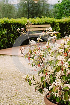 A beautiful bush in a garden pot near a walkway in a large batonic garden. Italian garden