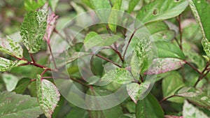 Beautiful bush Hibiscus with flowers stock footage video