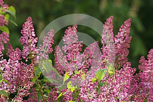 Beautiful bush of lilac in spr