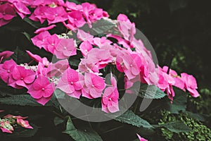 Beautiful bush of pink blooming flowers. Texture for wallpaper or web banner. Blossoming hydrangea close up