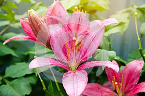 A beautiful bush of pink lilies growing in the garden after the rain. Natural wallpaper. Beautiful background. Selective focus