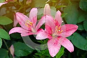 A beautiful bush of pink lilies growing in the garden after the rain. Natural wallpaper. Beautiful background. Selective focus
