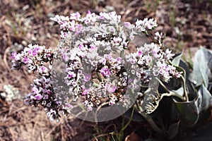 A beautiful bush with pink little flowers. Siberian plant Goniolimon. Thorny shrub, inflorescence - spike, in the form of a