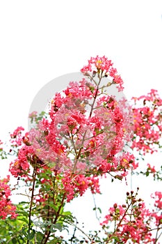 A beautiful bush of pink wildflowers