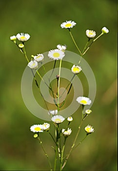 Beautiful bush of a small field chamomile
