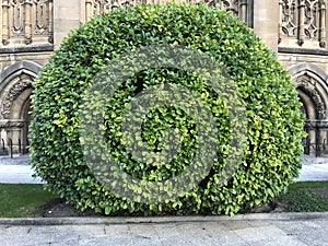 Beautiful Bush in Spain photo