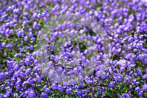 Beautiful Bush Violets in The Field