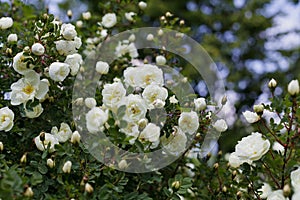 Beautiful bush with white flowers of wild english rose in the garden, lovely landscape of nature