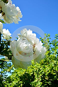 Beautiful Bush with white peony buds against the blue sky