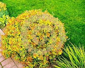 A beautiful bush of yellow, red and pink flowers.