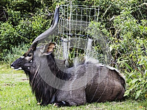 Beautiful bushbuck ram watching me