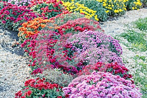 Beautiful bushes of chrysanthemum flowers pink colors