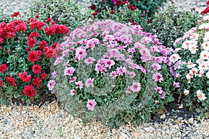 Beautiful bushes of chrysanthemum flowers pink colors