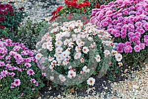 Beautiful bushes of chrysanthemum flowers pink colors