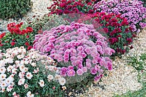 Beautiful bushes of chrysanthemum flowers pink colors
