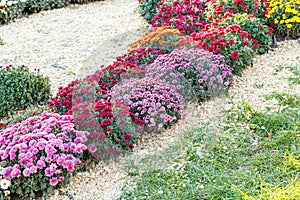 Beautiful bushes of chrysanthemum flowers pink colors
