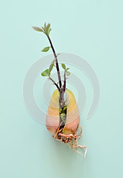 Beautiful Bushes of flowers Astilbesprouted avocado seed isolated on mint background