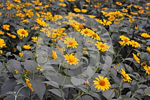 Beautiful bushes of pale yellow flowers with green leaves and growing in a flower bed near the house.