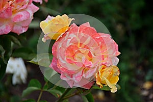 Beautiful bushes of yellow and pink roses