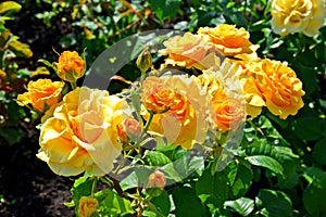 Beautiful bushes of yellow roses