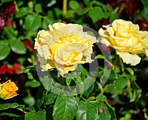 Beautiful bushes of yellow roses